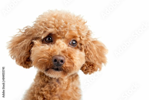 Cute brown poodle posing with charm and elegance on a clean white background, ready for a stylish pet portrait session