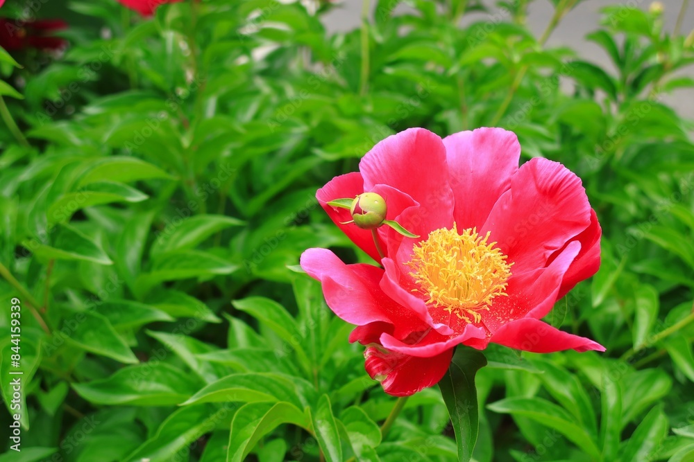 Fototapeta premium 赤い花のクローズアップ