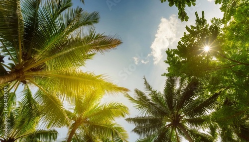 Palm trees up side down camera with blue sky background © Darwin Vectorian