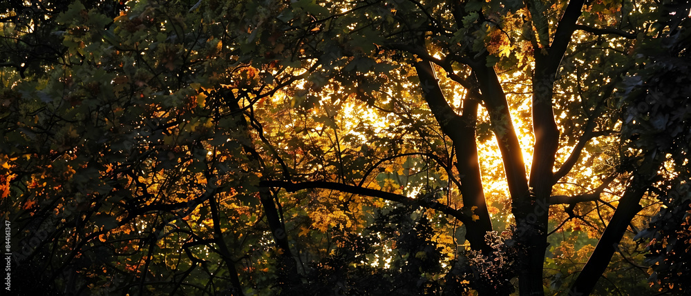 Sunset casting golden hues over a forest of trees exhibiting crown shyness, the light streaming through the gaps in the foliage