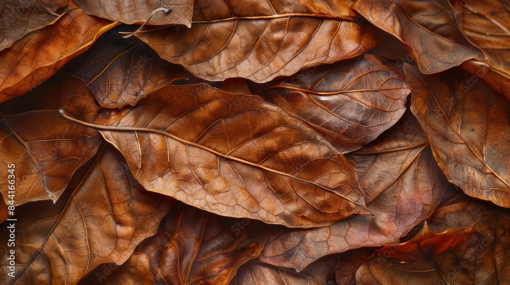 Close-up of a pile of dry brown leaves. Detailed texture and pattern of autumn foliage. Nature background and seasonal concept. Close-up of a pile of dry brown leaves. Detailed texture and pattern of autumn foliage. Nature background and seasonal concept.
