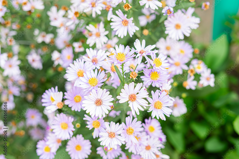lampung - indonesia, 31 mai 2024,The purplish-blue flower known as Aster tataricus, commonly called tatarian aster, is an upright, tall-growing perennial.