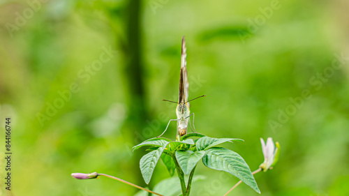 Lampung - Indonesia, 31 May 2024, Appias libythea female butterfly is a small butterfly of the family Pieridae, that is, the yellows and whites, which is found in south and southeast Asia photo