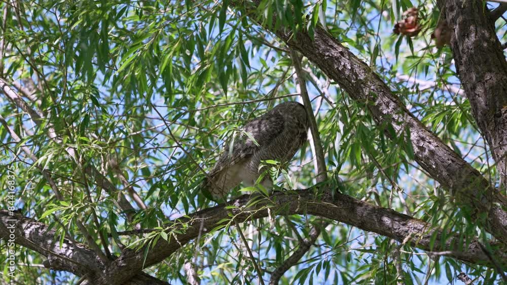Great Horned Owl adult female jumping from branch in tree top during the day. Great Horned Owl adult female jumping from branch in tree top during the day.