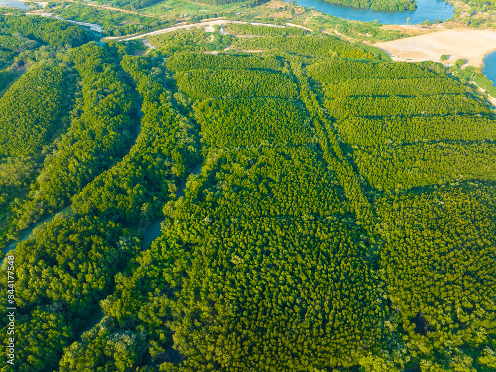 Obraz premium Aerial view green tree forest pattern nature leaf background