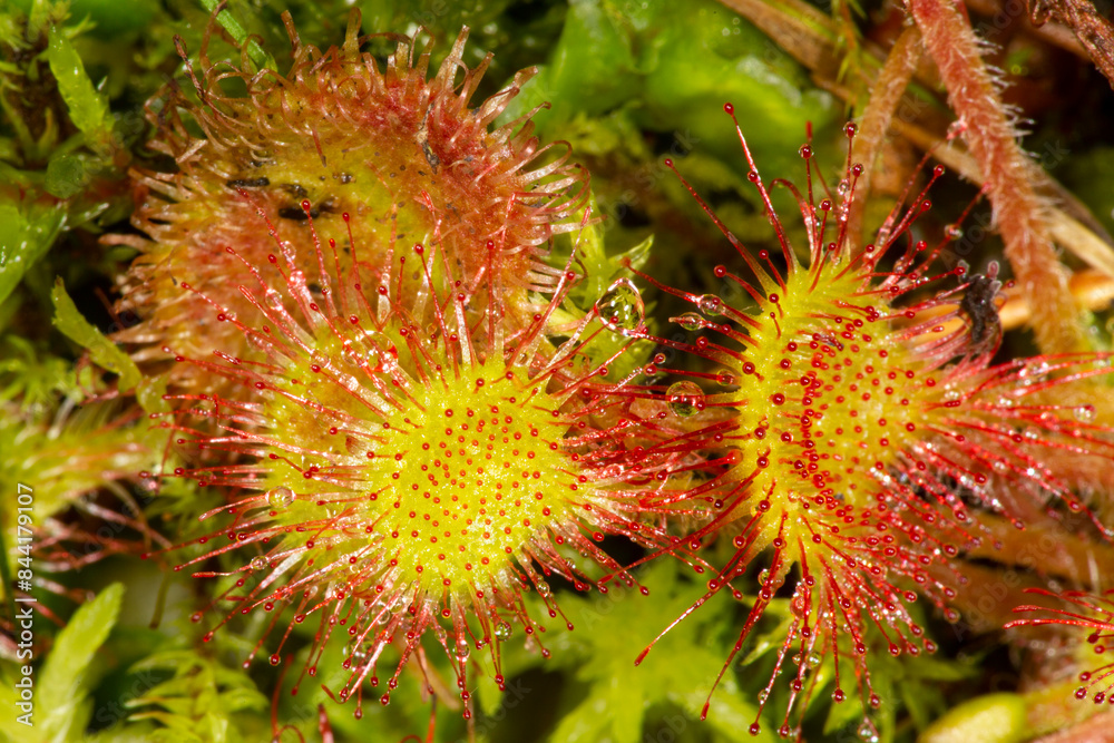 Closeup of red, insectivorous sundew leaves in Newbury, New Hampshire. Closeup of red, insectivorous sundew leaves in Newbury, New Hampshire.