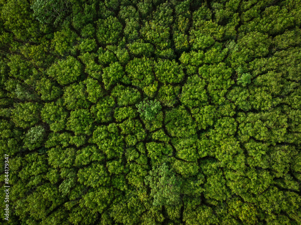 Aerial view green tree forest pattern nature leaf background Aerial view green tree forest pattern nature leaf background