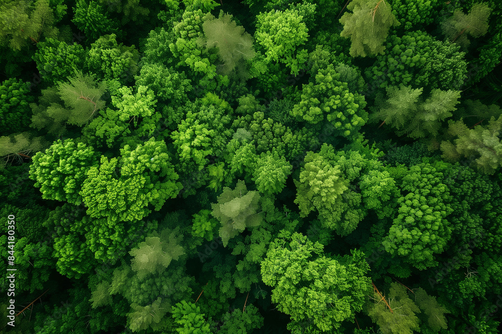Aerial view of a landscape of a lush forest taken by a drone, displaying dense green foliage and towering trees, perfect for a nature-themed wallpaper Aerial view of a landscape of a lush forest taken by a drone, displaying dense green foliage and towering trees, perfect for a nature-themed wallpaper