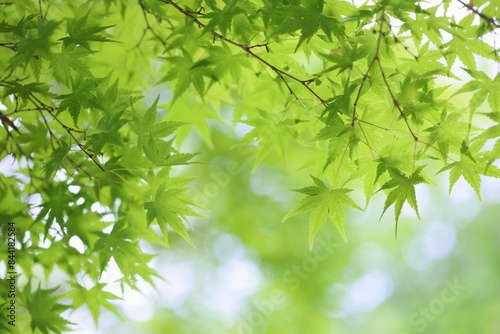 新緑のカエデ