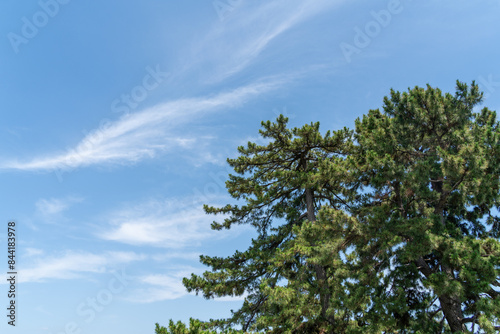 松の木が映える青空