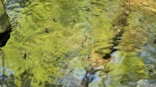 A flock of water striders (Gerridae) or water scooters runs along the surface of a small forest river in Delaware. photo