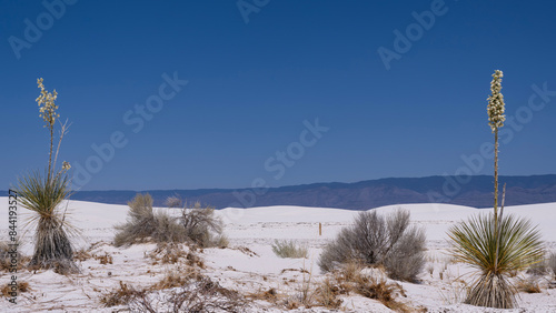 Yucca plants blossoming against background of gypsum dunes in the Tularosa Basin in South central New Mexico photo