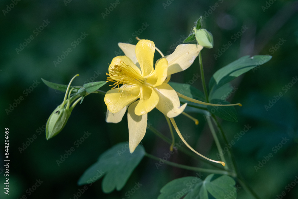 Fototapeta premium Golden columbine (Aquilegia chrysantha) flower