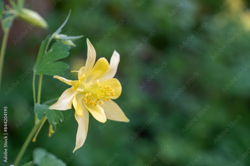 Golden columbine (Aquilegia chrysantha) flower Golden columbine (Aquilegia chrysantha) flower