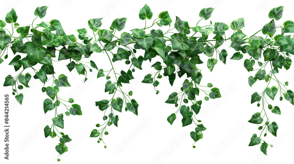 Delicate Creeper with Tiny Leaves Isolated on Transparent or White Background, PNG Delicate Creeper with Tiny Leaves Isolated on Transparent or White Background, PNG