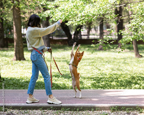 A young woman trains a non-barking African dog for a walk in the park. The Basenji performs the command on its hind legs.