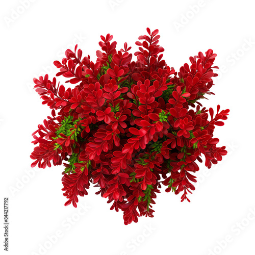 Wallpaper Mural Vibrant red flowers with lush green leaves, perfect for nature, garden, and decoration themes. High-resolution image for versatile use. Torontodigital.ca