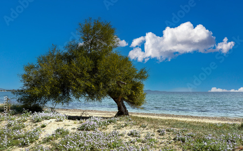 Sandy beach, green tamarisk, tamarix, salt cedar tree or acacia longifolia at seaside sunny day. photo