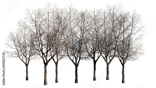 set of trees isolated on white