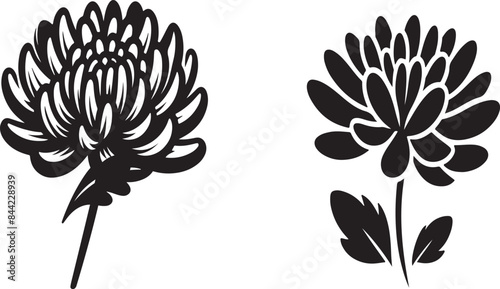 Chrysanthemum Flowers for Every Occasion