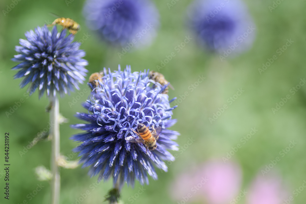 Close-up Echinops Ritro Flower with Honey Bees, Blur Background Close-up Echinops Ritro Flower with Honey Bees, Blur Background