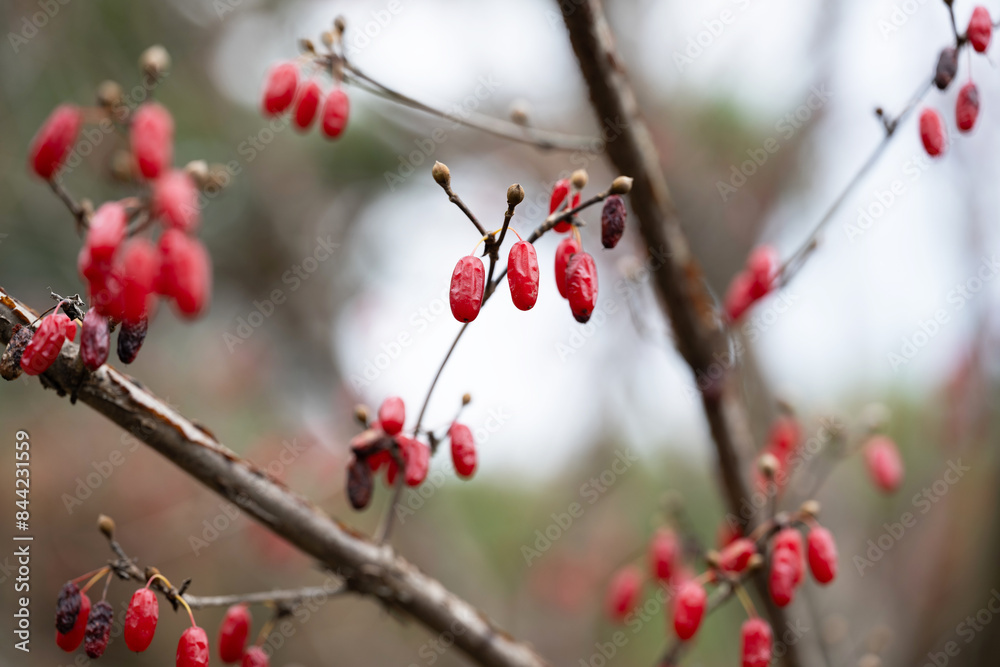 산수유 산수유