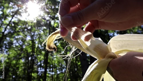 Part 3 - Corn's Detasseling. A hand gently peels back the husk of an ear of corn, revealing the golden kernels beneath, bathed in sunlight.