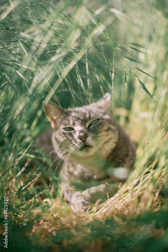 Domestic house cat resting in long grass n a summer day photo