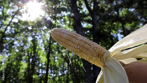 Part 4 - Corn's Detasseling. Hands reveal a perfectly peeled ear of corn, showcasing its vibrant kernels and juicy sweetness.