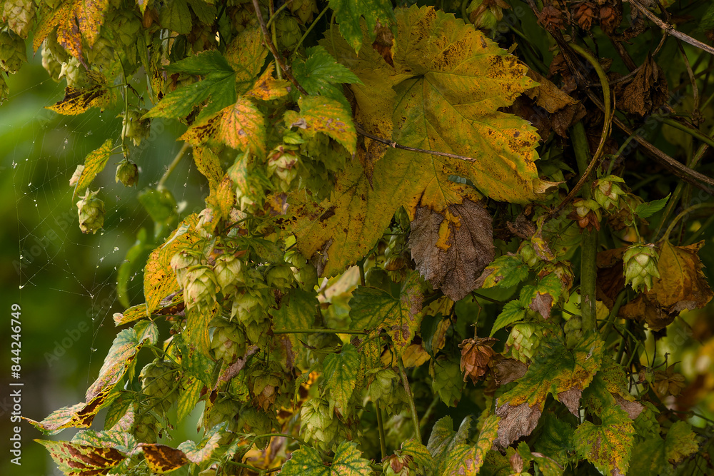 Hops. The flowers are used primarily as a bittering, flavouring, and stability agent in beer, to which, in addition to bitterness, they impart floral, fruity, or citrus flavours and aromas Hops. The flowers are used primarily as a bittering, flavouring, and stability agent in beer, to which, in addition to bitterness, they impart floral, fruity, or citrus flavours and aromas