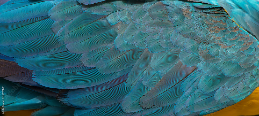 Fototapeta premium Beautiful macaw feathers blue exotic texture for background