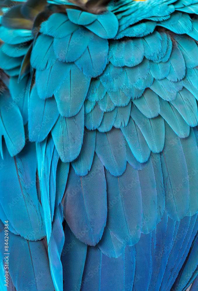 Obraz premium Beautiful macaw feathers blue exotic texture for background