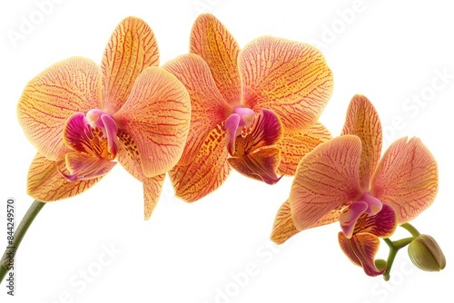 A close-up shot of an orchid flower against a pure white background