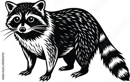 raccoon vector illustration eps 10