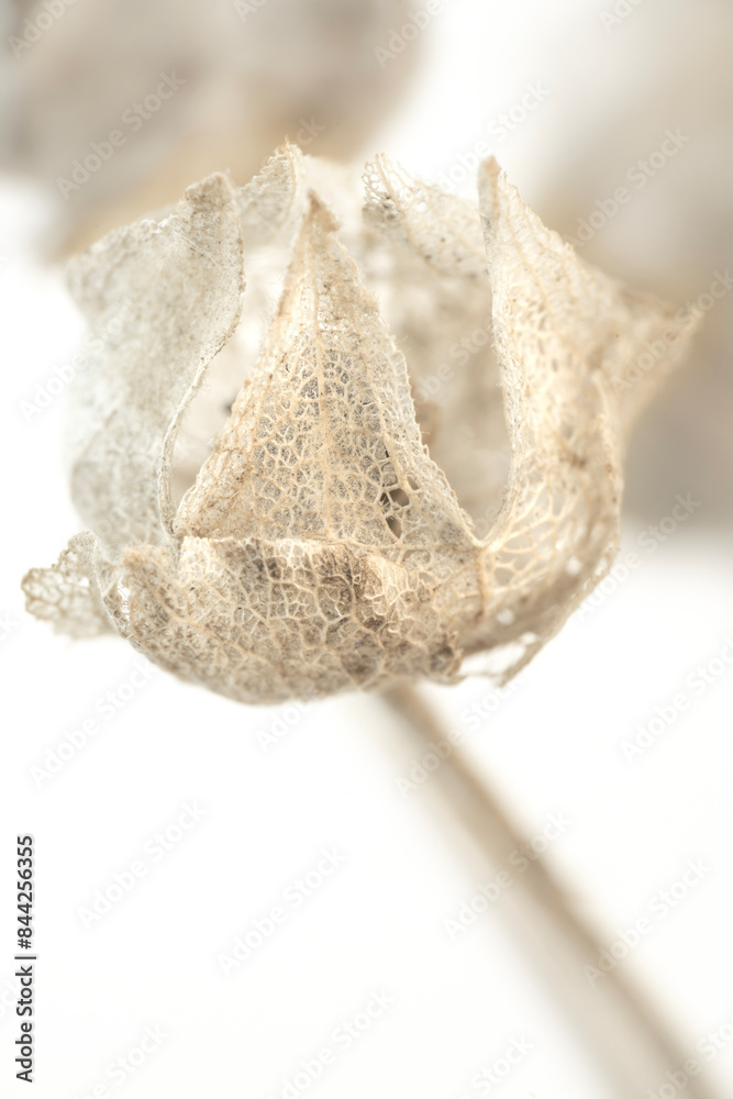 Single Vertical delicate dried lace flower with transparent petals beige colors light natural blur background macro Single Vertical delicate dried lace flower with transparent petals beige colors light natural blur background macro