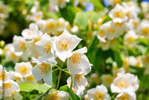 Jasmine flowers close up against a blurred greenery background.