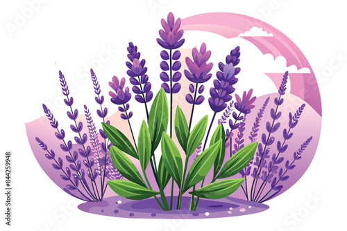 Lavender Bloom Illustration