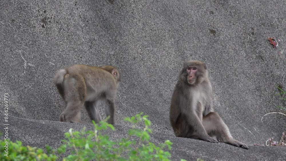 崖にいる野生のサル スローモーション 崖にいる野生のサル スローモーション