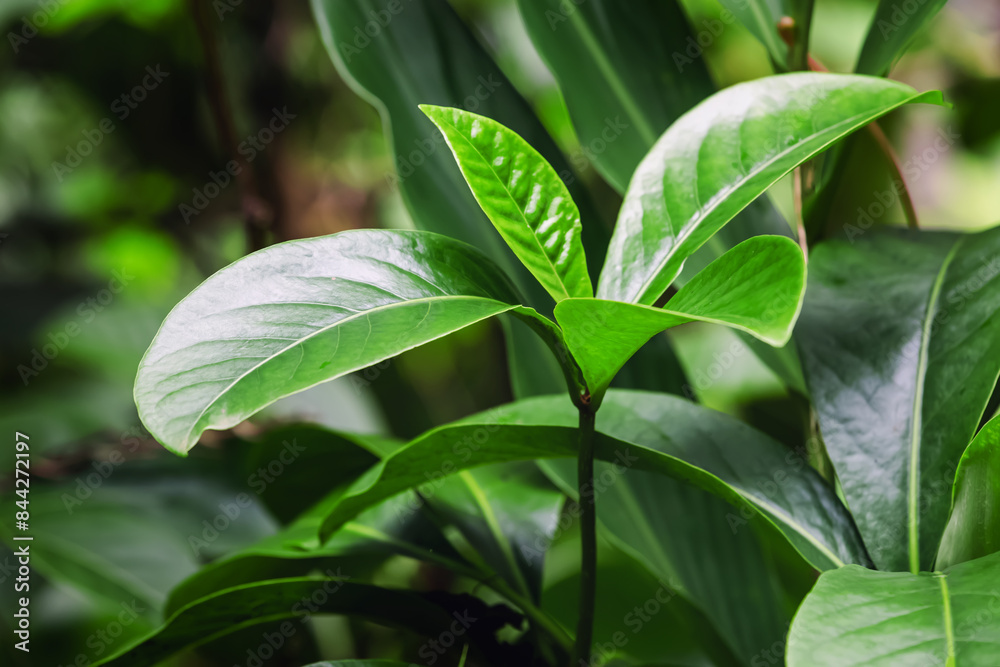 Fototapeta premium A detailed close-up of a vibrant tropical leaf in jungle