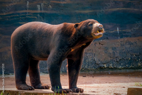 A Sun Bear (Helarctos malayanus) walking and sitting photo