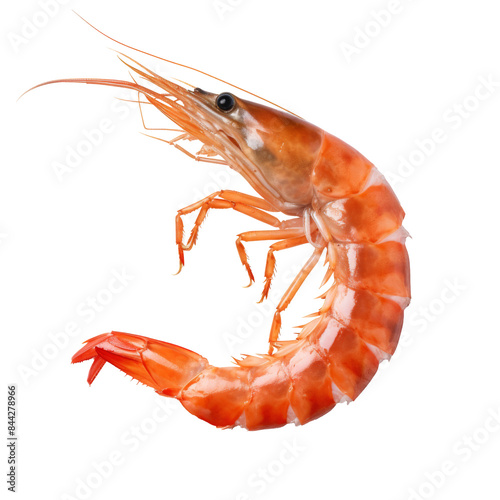 shrimp tasty isolated on white photo