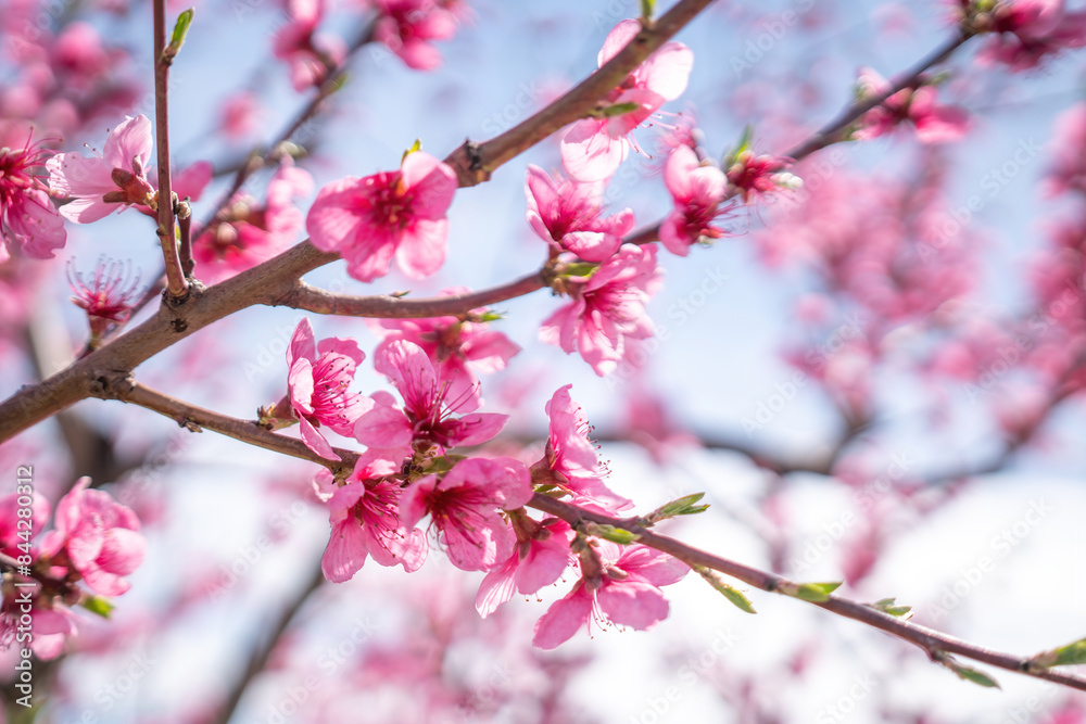 A branch of pink peach flowers with green leaves. A branch of pink peach flowers with green leaves.