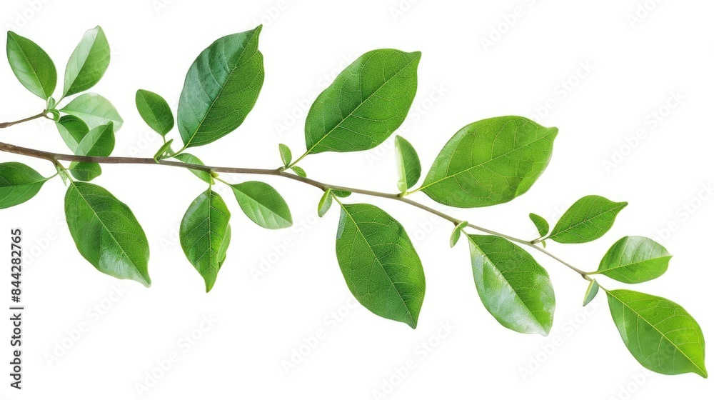 Isolated green foliage or twig on a white background with clipping path Isolated green foliage or twig on a white background with clipping path