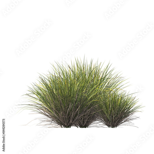 Fototapeta Naklejka Na Ścianę i Meble -  Lomandra confertifolia, semak, rumput, bushes, shrubs, evergreen, small tree, light for daylight, easy to use, 3d render, isolated