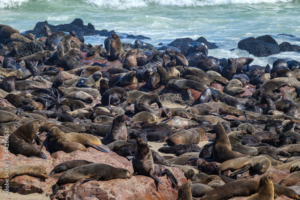 Seals in Namibia. The Cape fur seal colony at Cape Cross, Skeleton coast in Namibia, Africa Seals in Namibia. The Cape fur seal colony at Cape Cross, Skeleton coast in Namibia, Africa