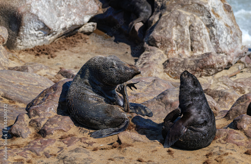 Fototapeta premium Seals in Namibia. The Cape fur seal colony at Cape Cross, Skeleton coast in Namibia, Africa