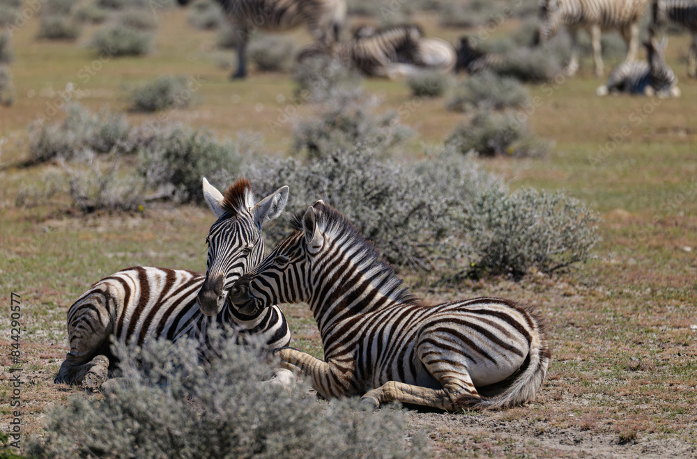 Hartmann’s mountain zebra in Etosha National Park in Namibia Hartmann’s mountain zebra in Etosha National Park in Namibia
