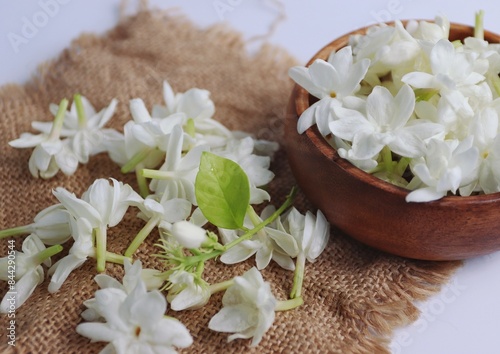 Arabian jasmine or White mogra or Jasminum sambac flower Buds