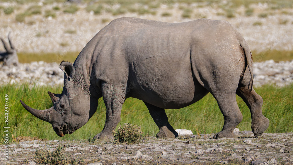 Fototapeta premium The southern white rhinoceros or southern white rhino (Ceratotherium simum simum) Etosha National Park Namibia
