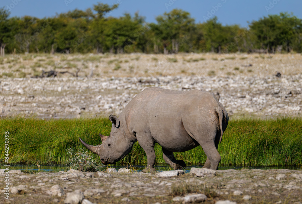 The southern white rhinoceros or southern white rhino (Ceratotherium simum simum) Etosha National Park Namibia The southern white rhinoceros or southern white rhino (Ceratotherium simum simum) Etosha National Park Namibia